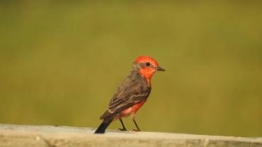 Observa&ccedil;&atilde;o de Aves